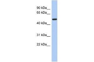 FBXO3 antibody used at 1 ug/ml to detect target protein.