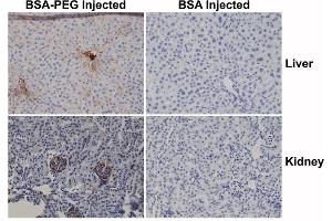 Immunohistochemistry of mouse liver and kidney using 0. (PEG 抗体  (methoxylated) (Biotin))