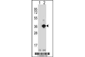 Western blot analysis of ANGPTL7 using rabbit polyclonal ANGPTL7 Antibody using 293 cell lysates (2 ug/lane) either nontransfected (Lane 1) or transiently transfected (Lane 2) with the ANGPTL7 gene. (ANGPTL7 抗体  (N-Term))