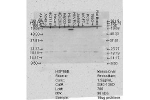 Western Blot analysis of Human Cell lysates showing detection of Hsp90 beta protein using Mouse Anti-Hsp90 beta Monoclonal Antibody, Clone K3701 . (HSP90AB1 抗体  (AA 185-335) (Atto 390))