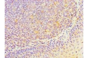 Immunohistochemistry of paraffin-embedded human tonsil tissue using ABIN7155707 at dilution of 1:100 (HOXA1 抗体  (AA 75-205))