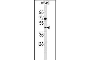 SURF6 Antibody (Center) (ABIN1537997 and ABIN2838125) western blot analysis in A549 cell line lysates (35 μg/lane). (SURF6 抗体  (AA 187-213))