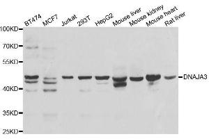 Western blot analysis of extracts of various cell lines, using DNAJA3 antibody. (DNAJA3 抗体  (AA 221-480))