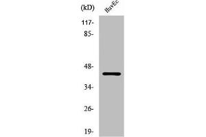 Western Blot analysis of HuvEc cells using RFPL4A Polyclonal Antibody (RFPL4A 抗体  (Internal Region))