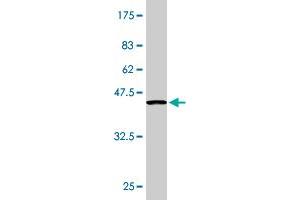 Western Blotting (WB) image for anti-Uroporphyrinogen Decarboxylase (UROD) (AA 268-367) antibody (ABIN521280)