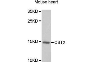 Western blot analysis of extracts of mouse heart, using CST2 antibody. (CST2 抗体)