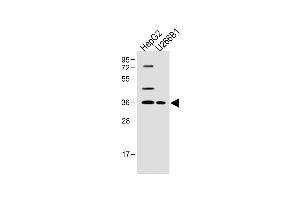 All lanes :FOLR4 Antibody (N-term) at 1:500 dilution Lane 1: HepG2 whole cell lysate Lane 2: U266B1 whole cell lysate Lysates/proteins at 20 μg per lane. (Folate Receptor 4 抗体  (N-Term))