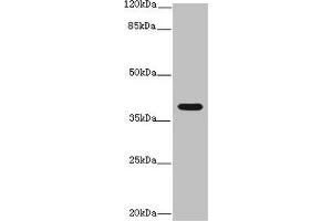 IL12B antibody  (AA 23-327)
