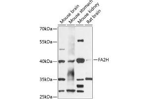 Western blot analysis of extracts of various cell lines, using FH antibody (ABIN6130395, ABIN6140411, ABIN6140413 and ABIN6218027) at 1:3000 dilution. (FA2H 抗体  (AA 95-170))