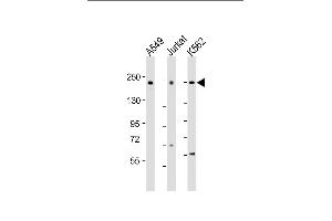 PSME4 抗体  (AA 503-535)