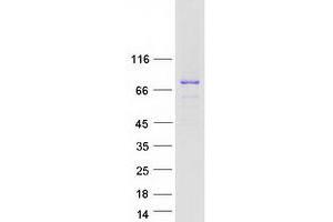 NEDD4 Binding Protein 3 (N4BP3) protein (Myc-DYKDDDDK Tag)