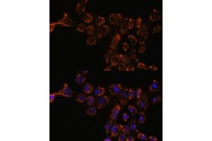 Immunofluorescence analysis of  cells using HSPL antibody (ABIN7267581) at dilution of 1:100. (HSPA4L 抗体  (AA 500-600))