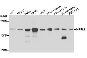 Western blot analysis of extracts of various cell lines, using MRPL11 antibody. (MRPL11 抗体  (AA 1-192))