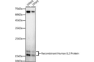 Western blot analysis of extracts of Recombinant Human IL2 Protein, using IL2 antibody (ABIN3020908, ABIN3020909, ABIN3020910 and ABIN6213790) at 1:1000 dilution. (IL-2 抗体  (AA 21-153))