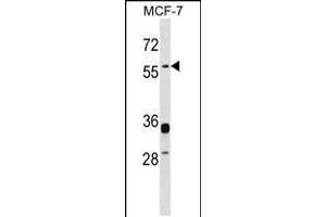 Western blot analysis in MCF-7 cell line lysates (35ug/lane). (ERVW-1 抗体  (C-Term))
