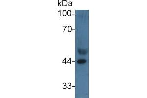 Western Blot; Sample: Human Serum; Primary Ab: 3µg/ml Rabbit Anti-Human APOA4 Antibody Second Ab: 0. (APOA4 抗体  (AA 173-396))