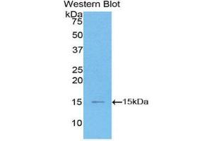 Western Blotting (WB) image for anti-Chemokine (C-C Motif) Ligand 2 (CCL2) (AA 1-99) antibody (ABIN1859786) (CCL2 抗体  (AA 1-99))