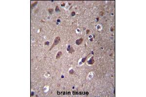 PHACTR3 Antibody (N-term) (ABIN656763 and ABIN2845984) immunohistochemistry analysis in formalin fixed and paraffin embedded human brain tissue followed by peroxidase conjugation of the secondary antibody and DAB staining. (PHACTR3 抗体  (N-Term))