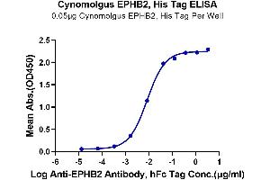 ELISA image for EPH Receptor B2 (EPHB2) (AA 19-542) protein (His tag) (ABIN7274547)