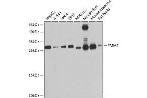 Western blot analysis of extracts of various cell lines using PMM2 Polyclonal Antibody at dilution of 1:1000. (PMM2 抗体)