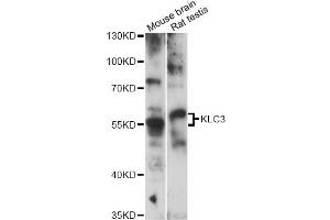 Western blot analysis of extracts of various cell lines, using KLC3 antibody (ABIN6290558) at 1:3000 dilution. (KLC3 抗体)