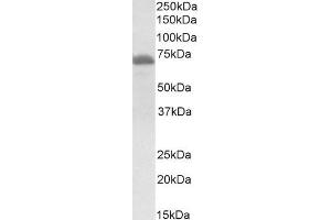 Western Blotting (WB) image for anti-Craniofacial Development Protein 1 (CFDP1) (Middle Region) antibody (ABIN2774005) (CFDP1 抗体  (Middle Region))