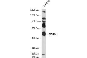 Western blot analysis of extracts of U-87MG cells, using TIMD4 antibody (ABIN7270705) at 1:1000 dilution. (TIMD4 抗体  (AA 25-130))