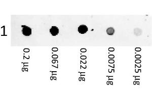 A three-fold serial dilution of Mouse IgG starting at 200 ng was spotted onto 0. (山羊 anti-小鼠 IgG (Heavy & Light Chain) Antibody (PE))