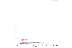 Image no. 1 for anti-Chemokine (C-C Motif) Ligand 4 (CCL4) antibody (ABIN465381) (CCL4 抗体)