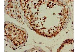 Immunohistochemistry of paraffin-embedded human testis tissue using ABIN7159782 at dilution of 1:100 (LC3B 抗体  (AA 2-100))