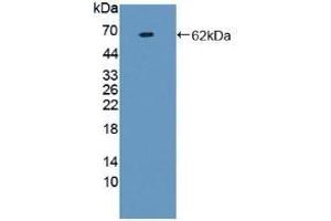Detection of Recombinant F1+2, Human using Monoclonal Antibody to Prothrombin Fragment 1+2 (F1+2) (Prothrombin Fragment 1+2 抗体)