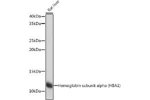 Western blot analysis of extracts of Rat liver, using Hemoglobin subunit alpha (HB) (HB) Rabbit mAb (ABIN7267608) at 1:1000 dilution. (HBA1 抗体)