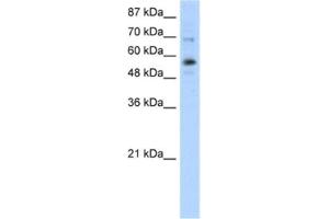 Western Blotting (WB) image for anti-Zinc Finger Protein 71 (ZNF71) antibody (ABIN2461912) (ZNF71 抗体)