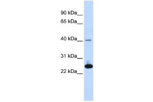 Western Blotting (WB) image for anti-Selenoprotein S (SELS) antibody (ABIN2459165) (Selenoprotein S 抗体)