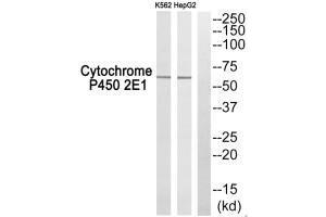 Western blot analysis of extracts from K562 cells and HepG2 cells, using Cytochrome P450 2E1 antibody.