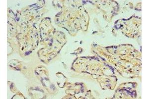 Immunohistochemistry of paraffin-embedded human placenta tissue using ABIN7154050 at dilution of 1:100 (Glutaredoxin 2 抗体  (AA 1-124))