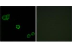 Immunofluorescence (IF) image for anti-Protein Phosphatase 1, Regulatory (Inhibitor) Subunit 14A (PPP1R14A) (AA 5-54) antibody (ABIN1532840)