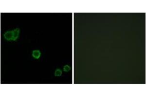 Immunofluorescence analysis of HeLa cells, using CPI17 alpha (Ab-38) Antibody. (CPI-17 抗体  (AA 5-54))