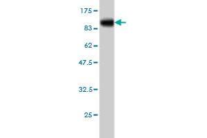 Western Blot detection against Immunogen (87.