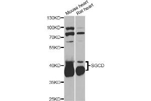 Western blot analysis of extracts of various cell lines, using SGCD antibody (ABIN6292039) at 1:1000 dilution. (SGCD 抗体)