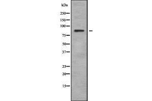 Western blot analysis of LRSAM1 using HT29 whole cell lysates