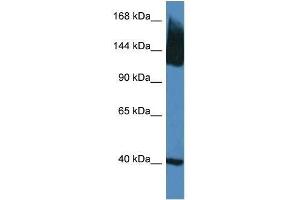 Western Blot showing Slc12a5 antibody used at a concentration of 1. (KCC2 抗体  (N-Term))
