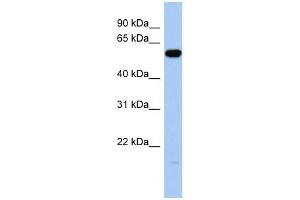 ILDR1 antibody used at 1 ug/ml to detect target protein. (ILDR1 抗体  (Middle Region))