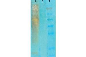 Western Blot analysis of acetylated lysine showing detection of Acetylated Lysine protein using Mouse Anti-Acetylated Lysine Monoclonal Antibody, Clone 7F8 . (Lysine (lys) (acetylated) 抗体 (Biotin))