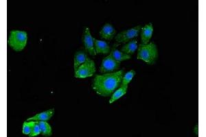 Immunofluorescence (IF) image for anti-Ring Finger Protein 126 (RNF126) (AA 39-225) antibody (ABIN7151134)