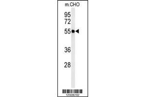 Western blot analysis of ATL3 Antibody in CHO cell line lysates (35ug/lane) (ATL3 抗体  (AA 217-245))