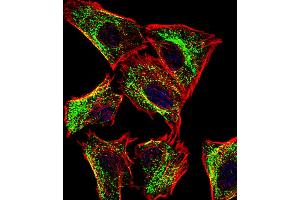 Immunofluorescence (IF) image for anti-ATP Synthase, H+ Transporting, Mitochondrial F0 Complex, Subunit F6 (ATP5J) (AA 28-56) antibody (ABIN5530313)