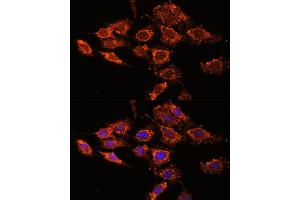 Immunofluorescence analysis of C6 cells using PASK antibody (ABIN6128413, ABIN6145248, ABIN6145249 and ABIN6224850) at dilution of 1:100. (PASK 抗体  (AA 1194-1323))