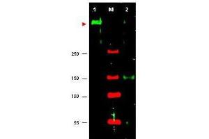 Western blot using  anti-ATR antibody shows detection of ATR in HeLa cell nuclear extract (lane 1). (ATR 抗体  (Internal Region))