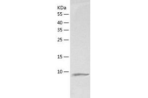 Western Blotting (WB) image for Natriuretic Peptide Type C (NPPC) (AA 24-126) protein (His-IF2DI Tag) (ABIN7124568)